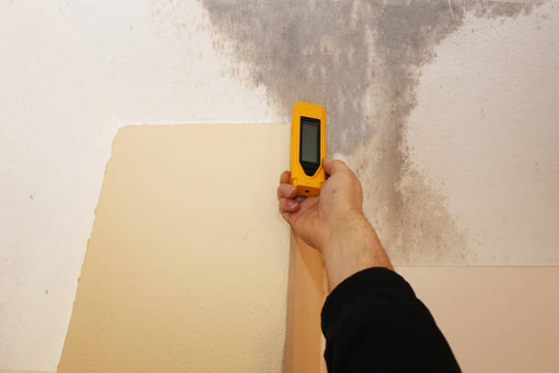 Best Emergency Mold Remediation  in , AL