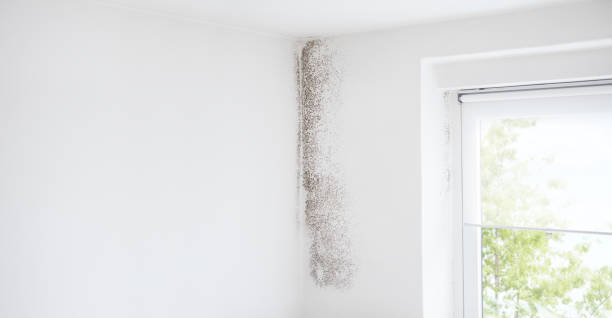 Best Airborne Mold Testing  in , AL
