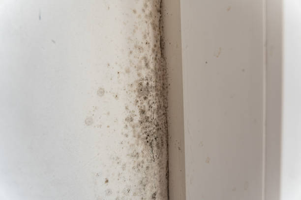 Best Asbestos and Lead Testing During Mold Inspection  in , AL